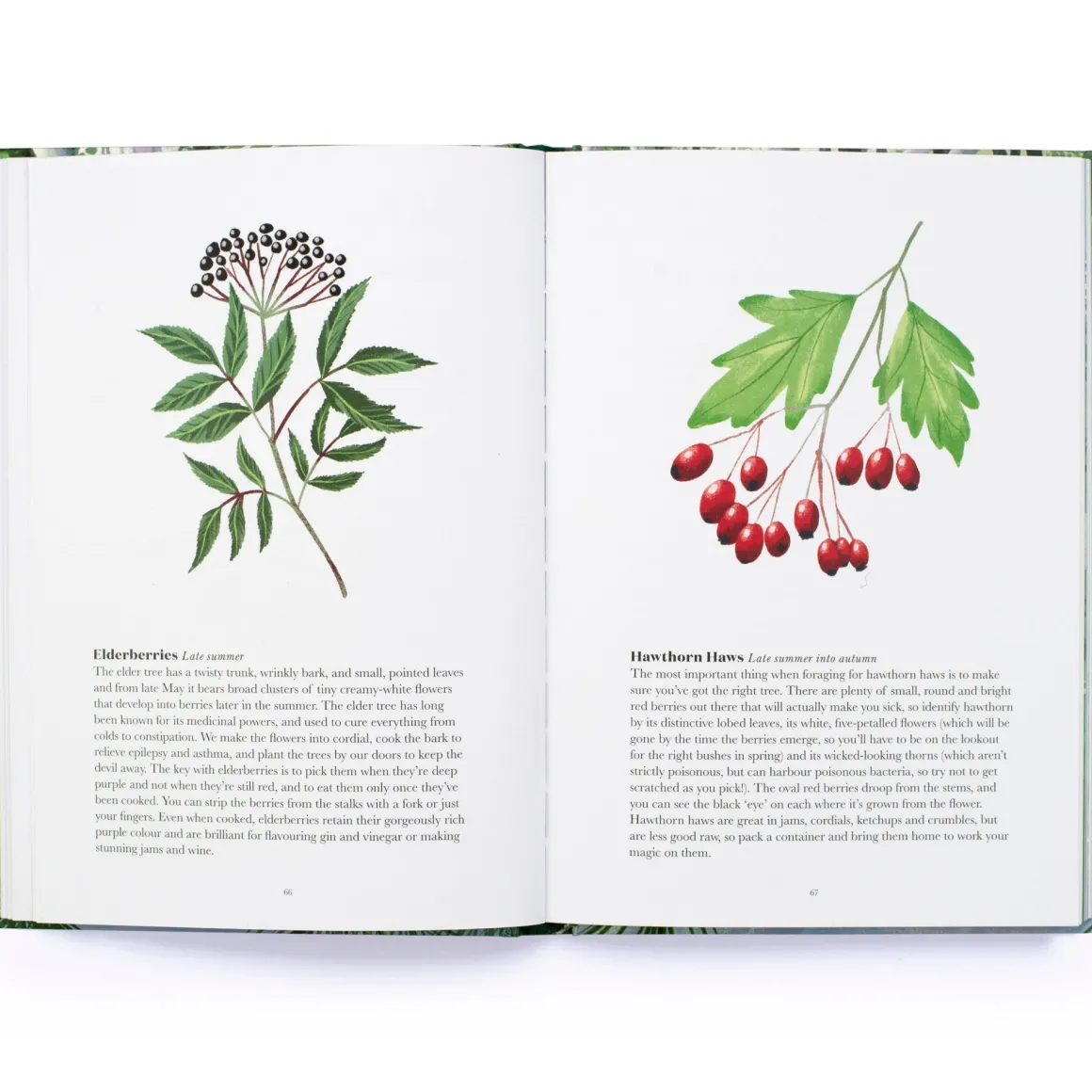 100 Things to do in a Forest